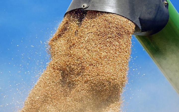 В Казахстане вводят ограничения на экспорт зерна и муки с 15 апреля