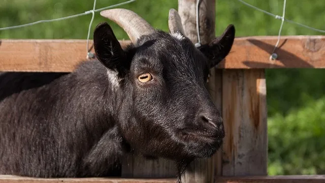 Mobil telefonda suratga olingan ruscha porno video Kunnilingus uchun jinsiy pozitsiyalar