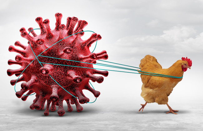 Parranda grippi koviddan ham jiddiyroq pandemiyaga olib kelishi mumkin —  Reuters