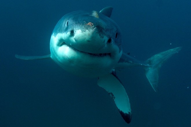 В Новой Зеландии сёрфер отбился от акулы голыми руками