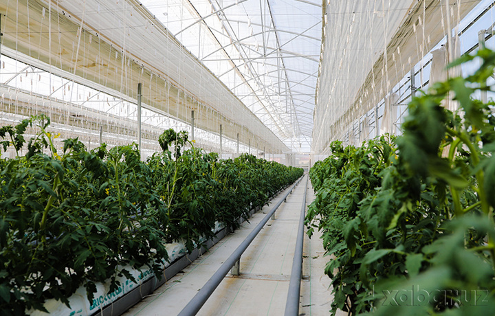 Тепличным хозяйствам в Ташкенте и прилегающих районах начали поставлять природный газ