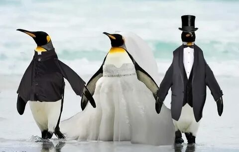 Pingvinlar qanday sikishadi Pingvinlar qanday sikishadi