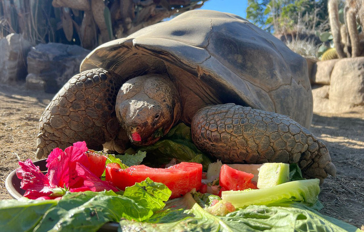 Машҳур тошбақа 141 йил яшади