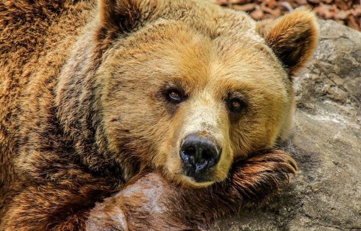 Новогодний парад медведей провели в Румынии