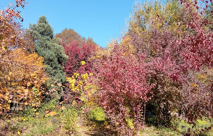 Botanika bog‘ida kuz (foto)