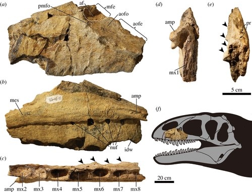 O‘zbekistonda dinozavrning fanga noma’lum turi topildi