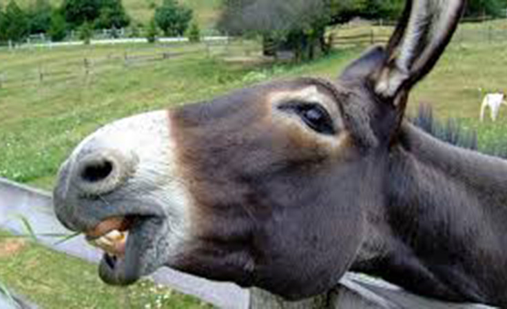 Katta eshak teshiklari fotosuratlari