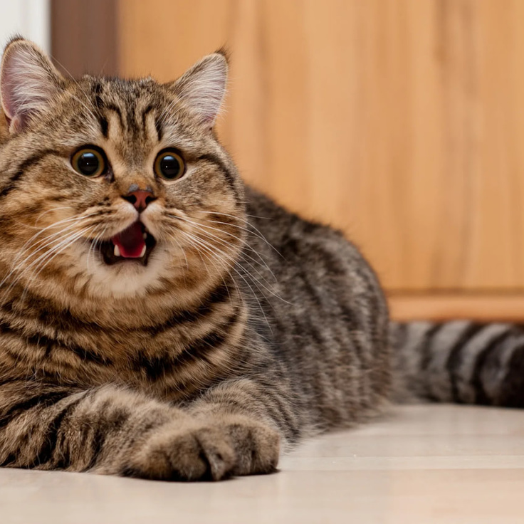 Qanday ishtahani ochuvchi eshak Sohildagi külotimdan mening pubik maydonim korinadi.