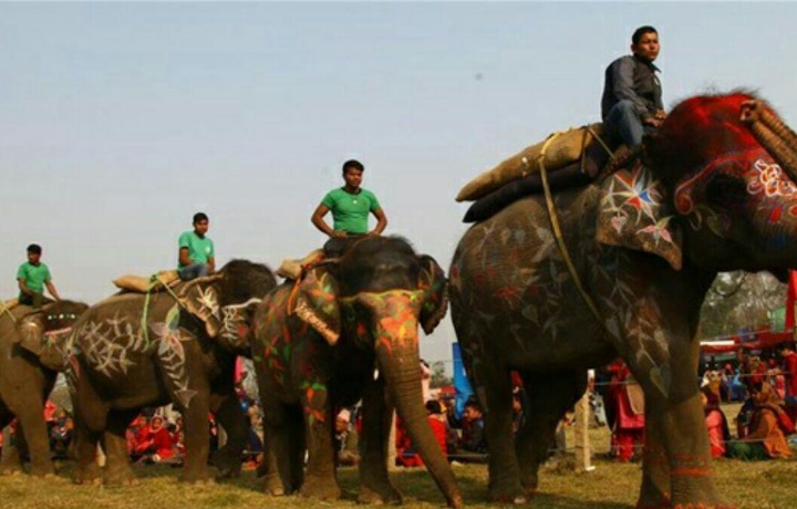 Nepalda fillar o‘rtasida go‘zallik tanlovi bo‘lib o‘tdi (foto)