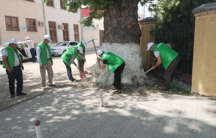 Samarqandda daraxtlar beton qoplamalar va bannerlardan “qutqarildi” 