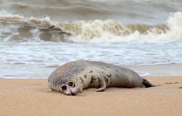Свыше 2 тыс тюленей погибло в Каспийском море из-за свалок