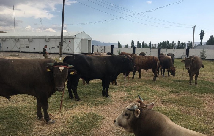 O‘zbekistonga olib o‘tilayotgan qariyb 45 ming dollarlik qoramollar to‘xtatib qolindi