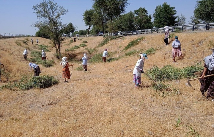 Toshkent viloyatida jazirama issiqda hashar o‘tkazilishiga munosabat bildirildi