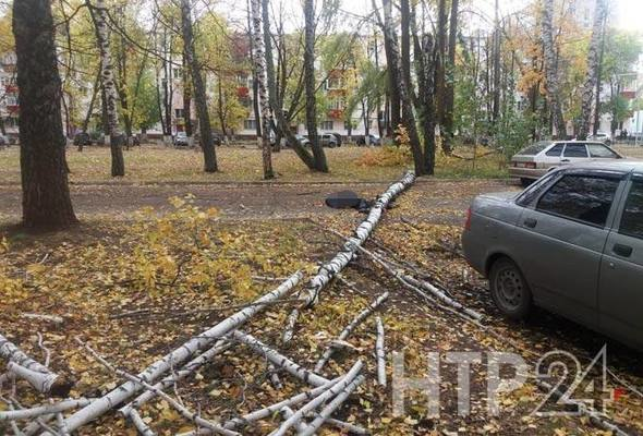 Дерево убило пенсионера в Татарстане (видео)