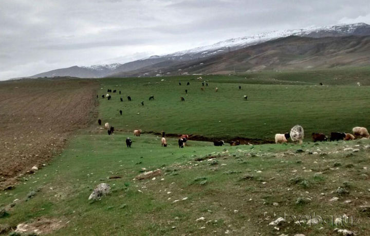 Bayram arafasida O‘zbekistonda yog‘ingarchilik kuzatiladi