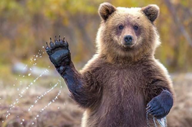 Хитойлик аёл ит деб айиқ сотиб олди