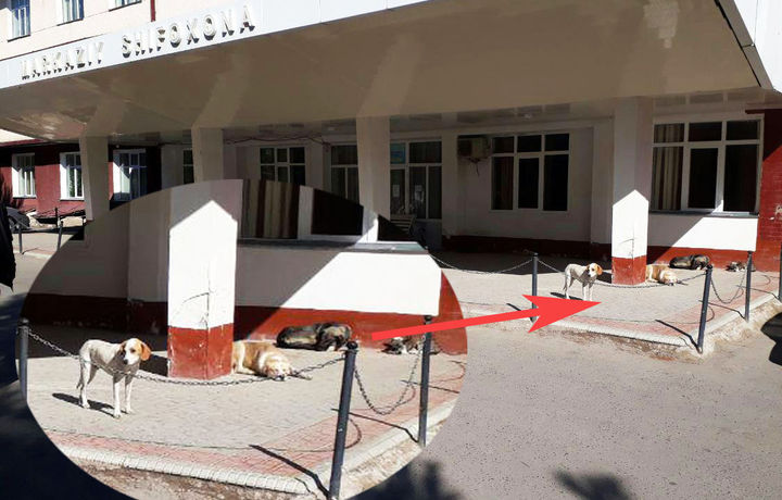 Пастдарғомда ит эгасини қачон топади?!