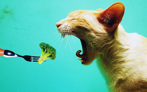 Britanlar vegetarian mushuklari uchun jazoga tortilishlari mumkin