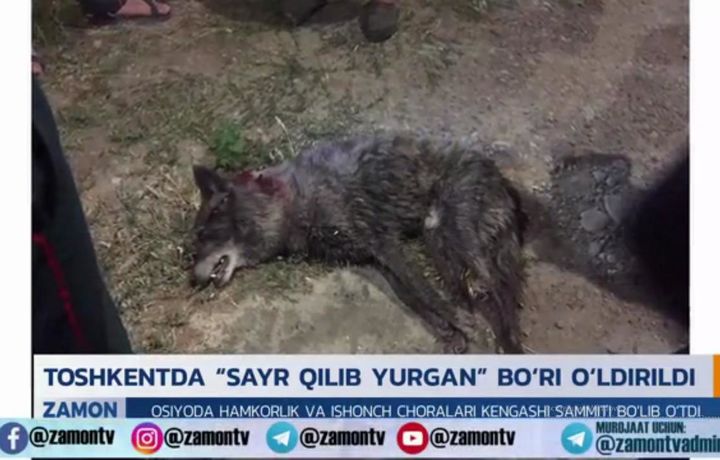 Toshkentda ozodlikda yurgan bo‘ri otib o‘ldirildi (video)