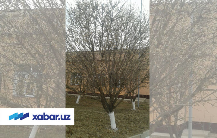 Қишнинг чилласида Ўзбекистонда бодом гуллади