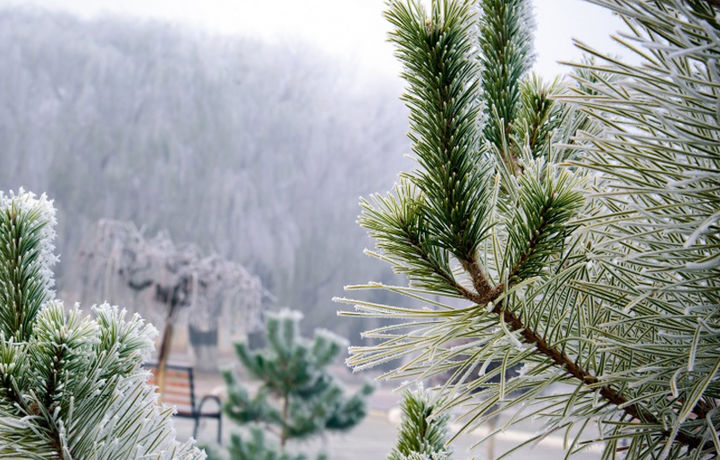 16 февраль куни Ўзбекистонда қандай об-ҳаво кузатилади?