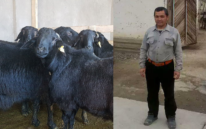 Yo‘qolgan qo‘ylar «topildi». Ammo egalari bundan bexabar