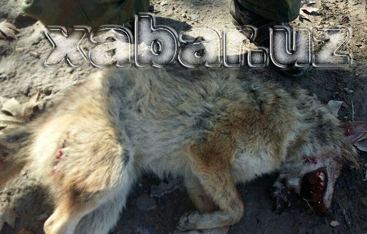 «Пастдарғом йиртқичи» ушланди (фото)