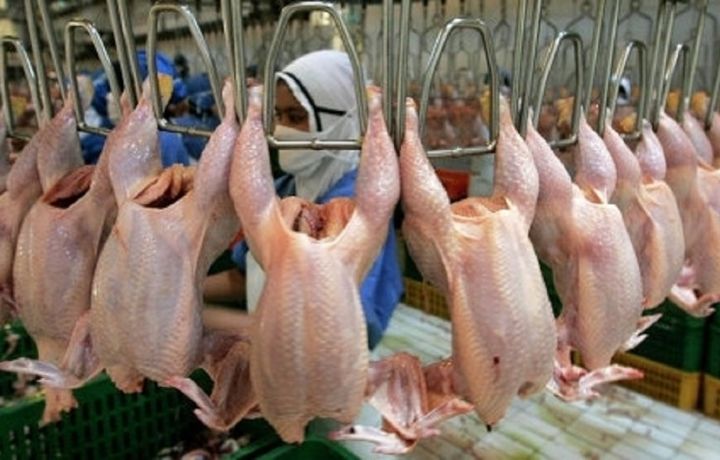 Энди вазни сунъий оширилган товуқ гўштига чек қўйилади