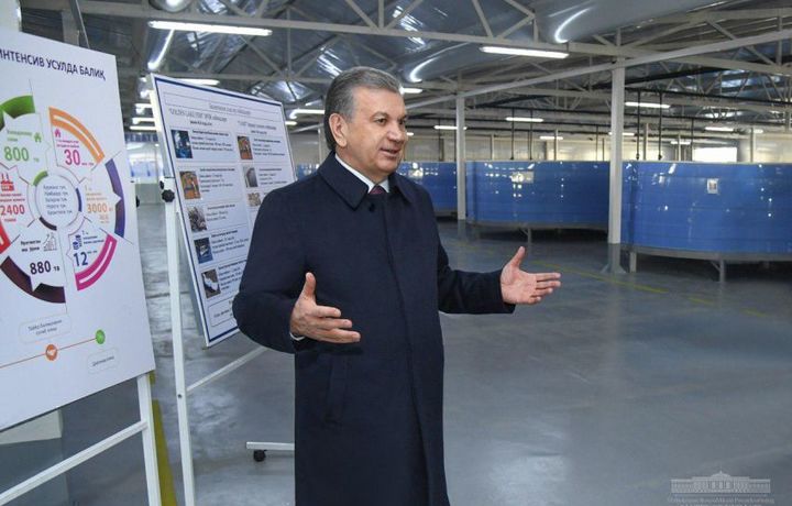 Шавкат Мирзиёев йилига 500 тонна балиқ етиштирувчи корхона фаолияти билан танишди (фото)