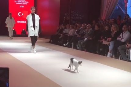 Истанбулдаги модалар кўргазмасига дайди мушук кириб қолди (видео)