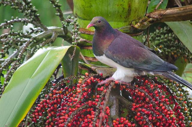 Yangi Zelandiya: eng yaxshi kereru — mast kereru